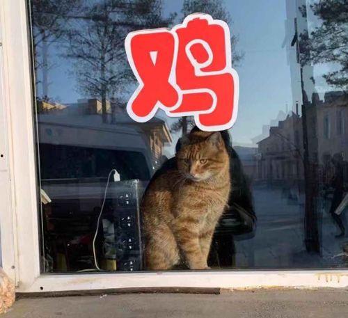 虎虎爱娱乐吃瓜,揭秘娱乐圈背后的那些事儿